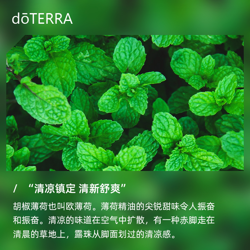 doTERRA美国多特瑞椒样薄荷精油头部按摩提神醒脑香薰精油正品 - 图0