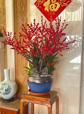 进口北美冬青树苗耐寒耐热耐旱阳台庭院花园植物年宵花卉红果子