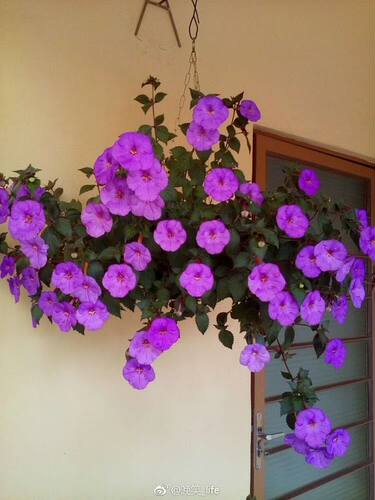 苦苣苔长筒花耐阴耐热好养活花期长现货鳞茎2025多色可选满38包邮 - 图2