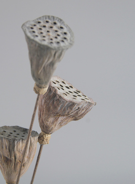 干花小莲蓬手工制作拍摄干花