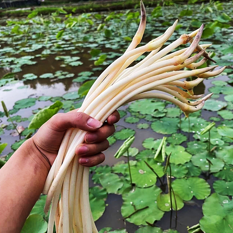 藕带新鲜生吃脆嫩鲜藕尖现挖食用莲藕肠子农家当季蔬菜非洪湖笔尖 - 图0