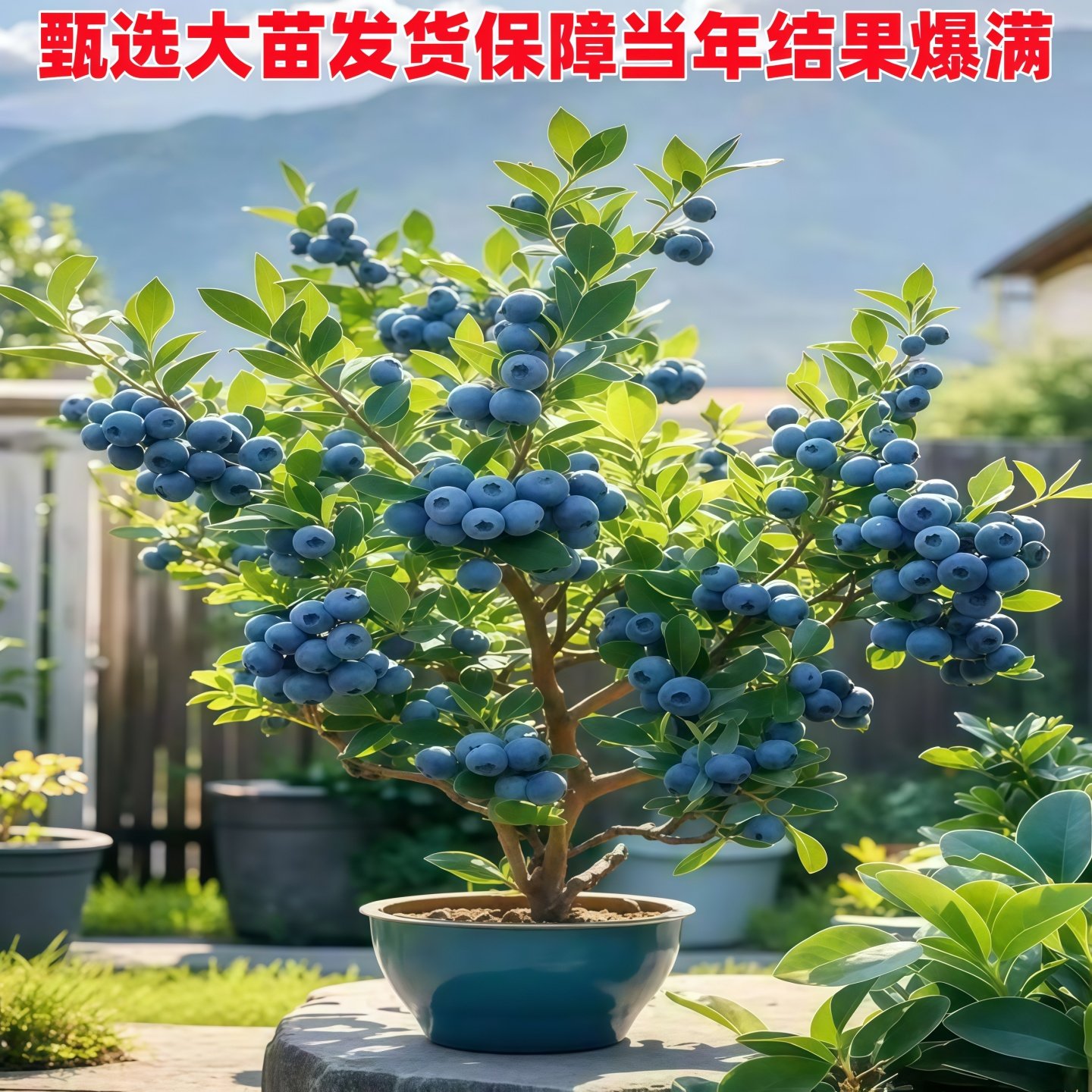 特大号蓝莓树果苗盆栽地栽花香f6南方北方庭院果四季种植当年结果,淘宝优惠券,粉丝福利购,淘宝优惠卷
