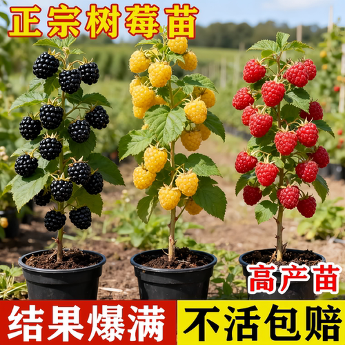 树莓苗双季覆盆子果树苗盆栽地栽南北方种植当年结果红黄黑树莓苗 - 图3