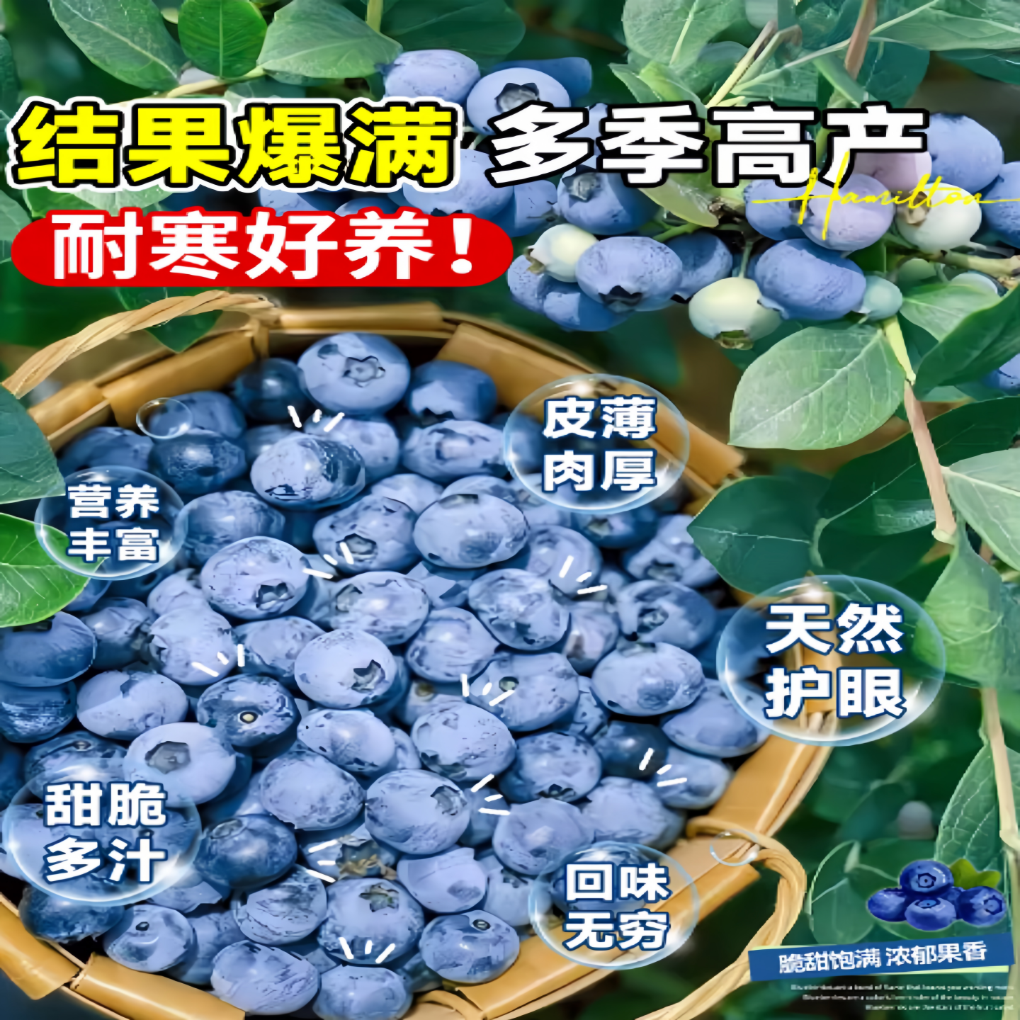 特大号蓝莓树果苗盆栽地栽花香f6南方北方庭院果四季种植当年结果,淘宝优惠券,粉丝福利购,淘宝优惠卷