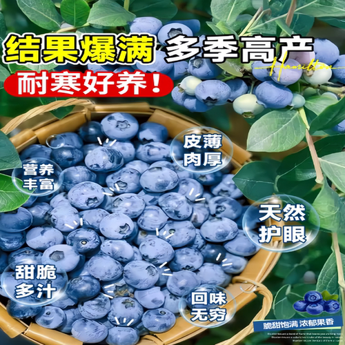 特大号蓝莓树果苗盆栽地栽花香f6南方北方庭院果四季种植当年结果 - 图1