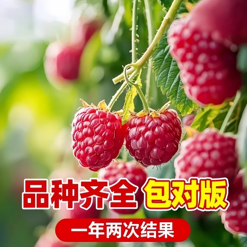树莓苗双季覆盆子果树苗盆栽地栽南北方种植当年结果红黄黑树莓苗 - 图1