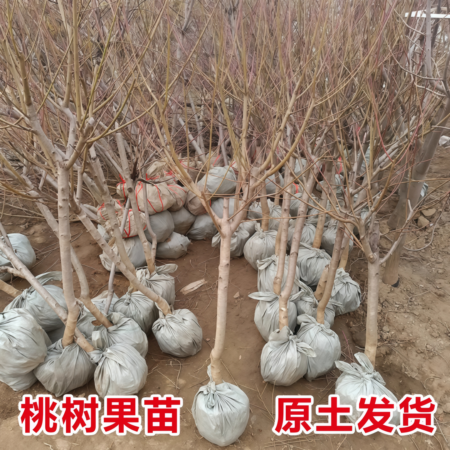 特大桃树果苗带土嫁接水蜜桃冬桃黄油桃盆栽地栽南北方种耐寒果树,淘宝优惠券,粉丝福利购,淘宝优惠卷