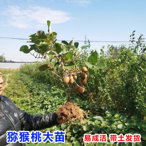 猕猴桃树果苗雌雄同株猕猴桃苗徐香嫁接南北方种植庭院四季可种植 - 图2