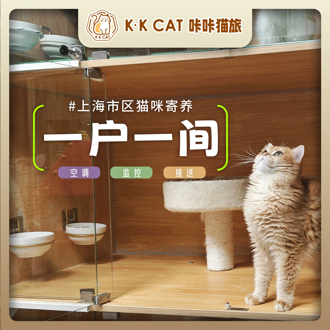 【K·K CAT】上海猫咪家庭式寄养 5年老店一笼一户全市接送-图1