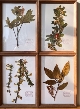 腊叶植物标本教学腊叶标本