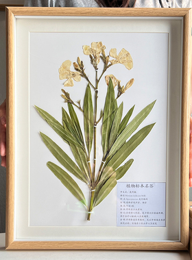 中药材标本装饰画框挂画摆件