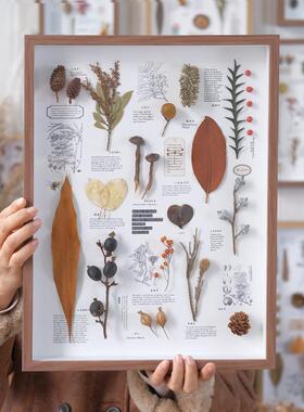 植物标本装饰画干花相框儿童科普种子家居摆件照片墙组合背景墙