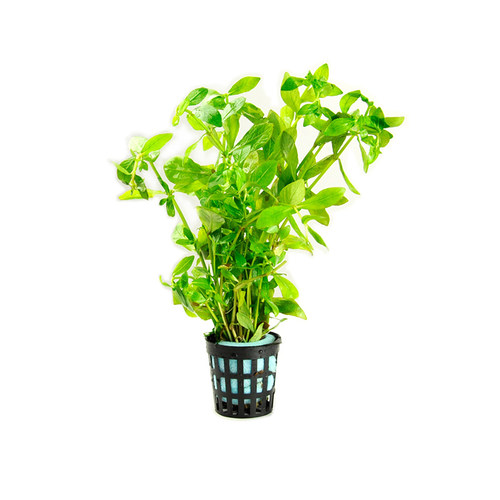 鱼草缸造景中后景有茎水草绿菊宫廷水族箱装饰懒人真水草植物新疆 - 图3