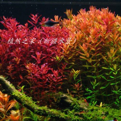 鱼草缸造景中后景有茎水草绿菊宫廷水族箱装饰懒人真水草植物新疆 - 图2