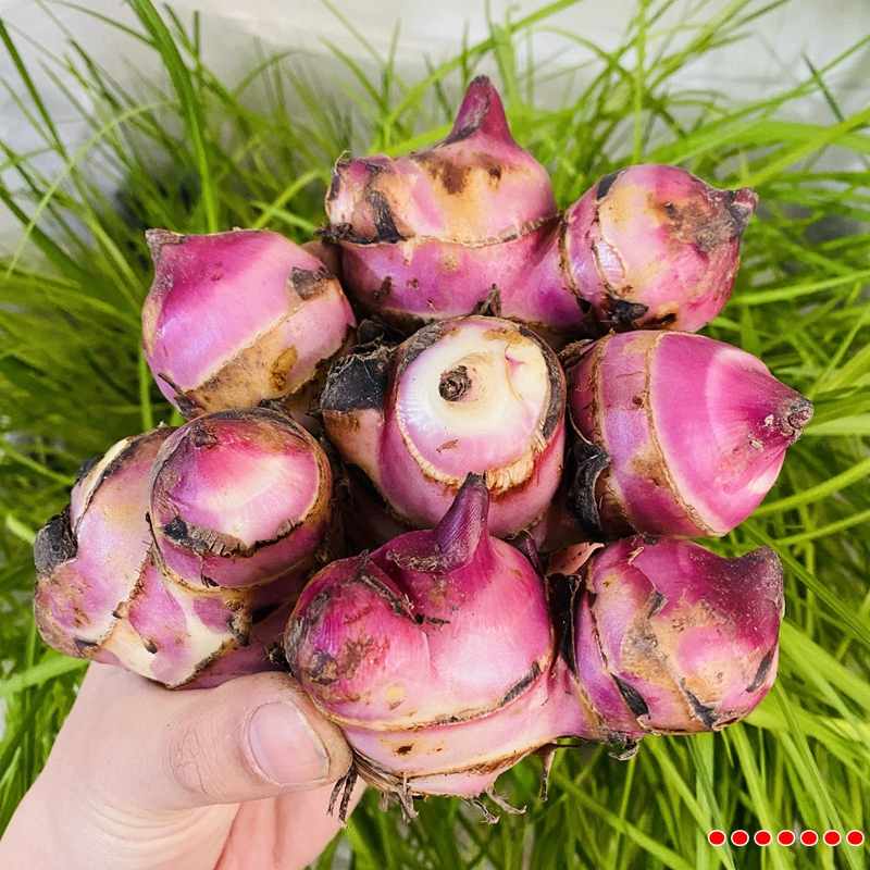 美人蕉花苗带芽多年生盆栽植物阳台室外庭院易活球根花卉种球种子 - 图1