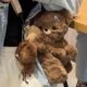 American Hot Girl Bear Plush Cute Crossbody Bag