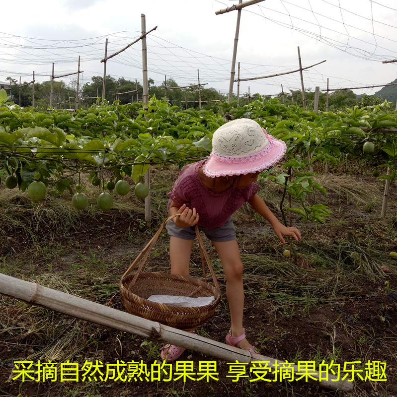 现摘广西高山大红鲜鸡蛋果33百香果图片_2