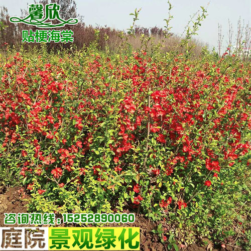 贴梗海棠铁杆海棠皱皮木瓜庭院绿化工程多年生盆栽花卉小苗组装球 - 图0