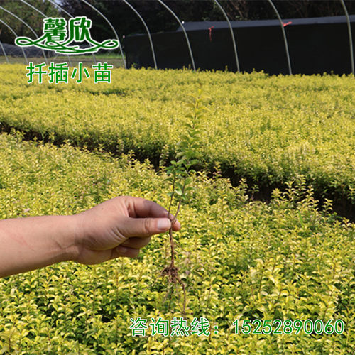 金叶女贞树苗工程绿化苗扦插小苗北方观叶常绿灌木庭院绿篱色块苗 - 图2
