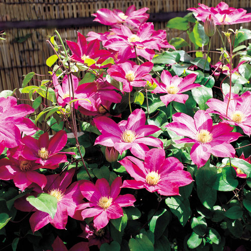 四季铁线莲9.9元3棵带芽爬藤植物花卉盆栽观花植物室内花庭院 - 图1