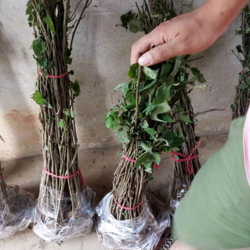 构树苗禇树杂交构树小苗绿化行道树木造林饲养猪牛羊吃饲料构树叶 - 图1