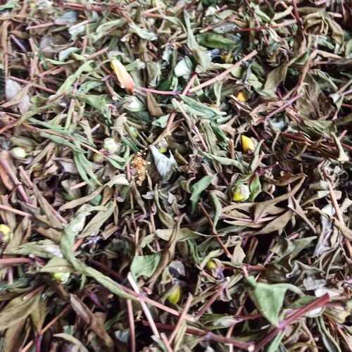 贯叶金丝桃贵州省中草药圣约翰草大过路黄大小对叶草500g包邮 - 图0