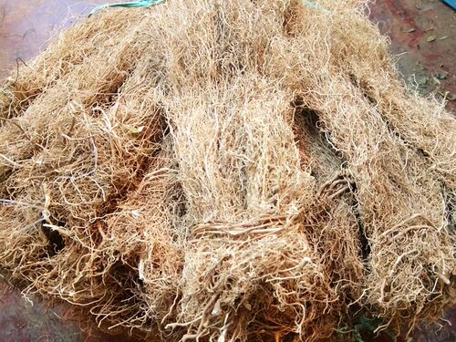 白龙须贵州省地产中草药材八角枫根白金条白筋条 250克包邮 - 图0