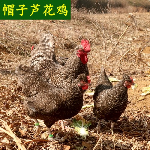 纯种汶上绿壳蛋芦花帽子鸡杂交金芦花公母生态散养抱窝观赏土鸡蛋 - 图2