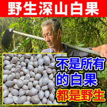 Grandpas dig deep mountain pure wild white fruits 500g Chinese herbal medicine Gingko Fruits Fresh Big Fruit Day Miscellaneous Dry Goods Ancient Trees