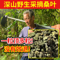 Grandpas taken deep mountain pure wild creamy mulberry leaf 500g mulberry leaves Chinese herbal tea Herbal Tea Cream Downfall the Pink Mulberry fresh