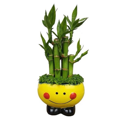 步步高升节节高富贵竹小森林室内桌面迷你盆栽绿植盆景可水养包邮 - 图3