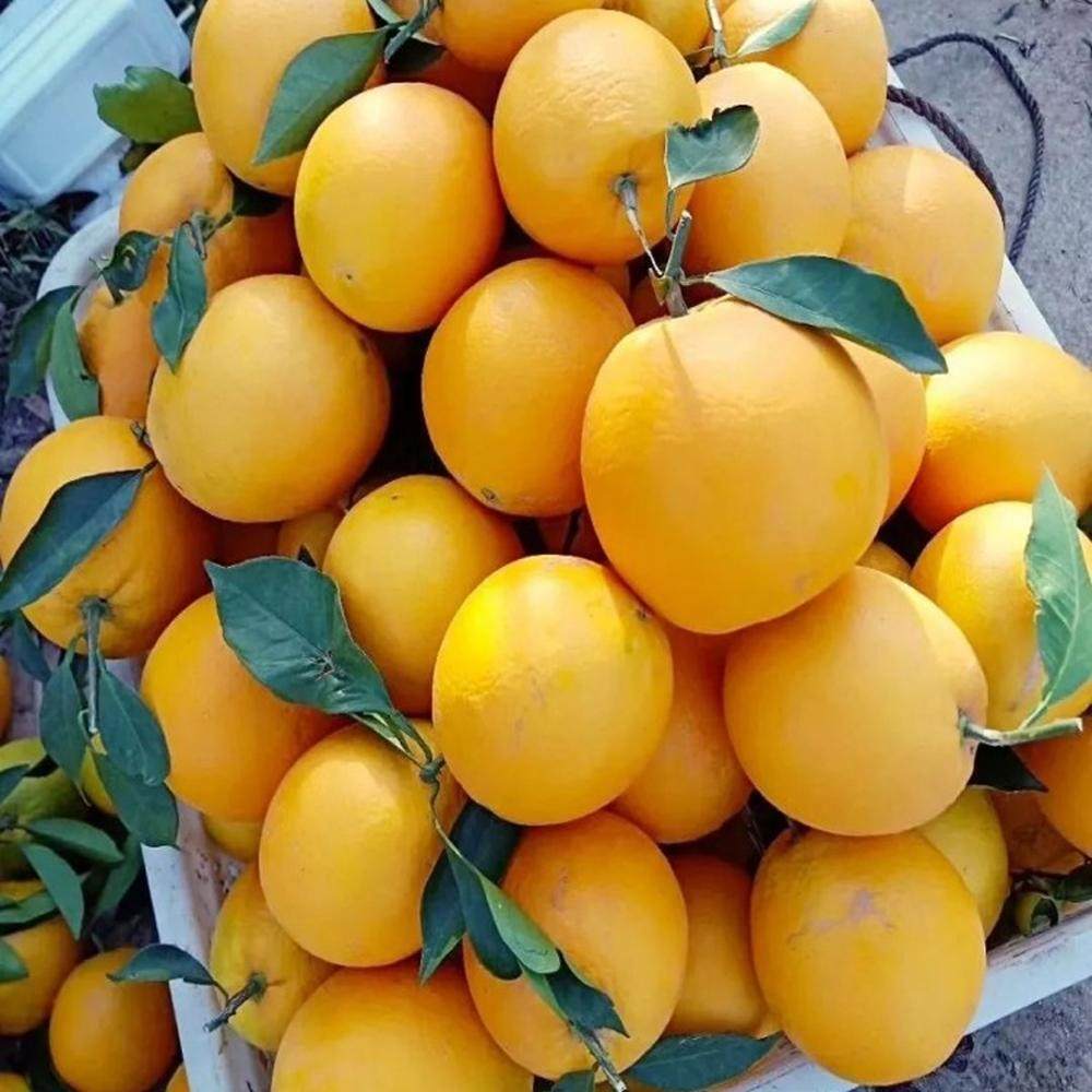 正宗江西赣南信丰脐橙新鲜橙子10斤当季孕妇水果产地果园直发包邮,淘宝优惠券,粉丝福利购,淘宝优惠卷