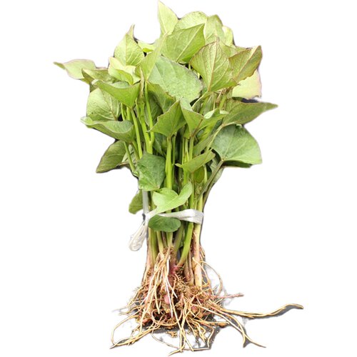 【泡沫箱发】红薯地瓜玛莎莉苗烟25西瓜哈密紫蜜黄番红心秧蜜薯苗 - 图3