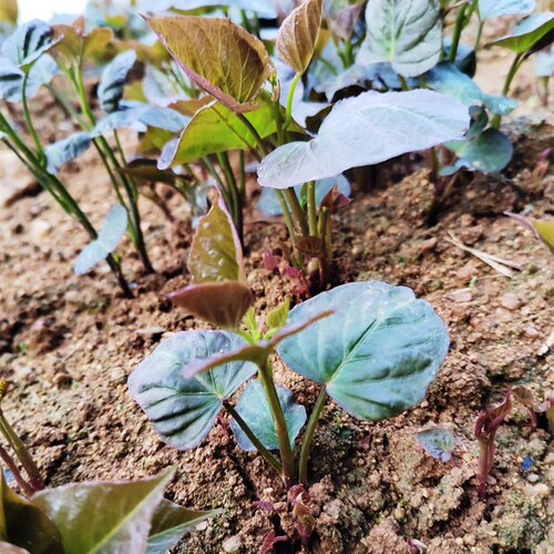 【泡沫箱发】红薯地瓜玛莎莉苗烟25西瓜哈密紫蜜黄番红心秧蜜薯苗 - 图1