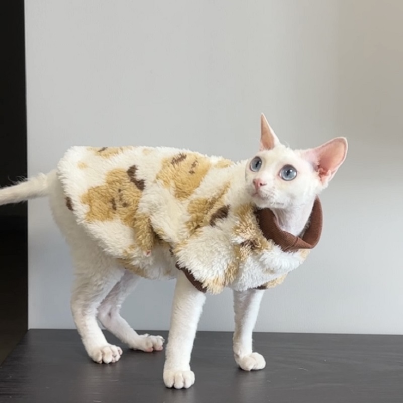 无毛猫衣服秋冬款双面绒德文衣服阿比西尼亚母猫冬季保暖护肚衣