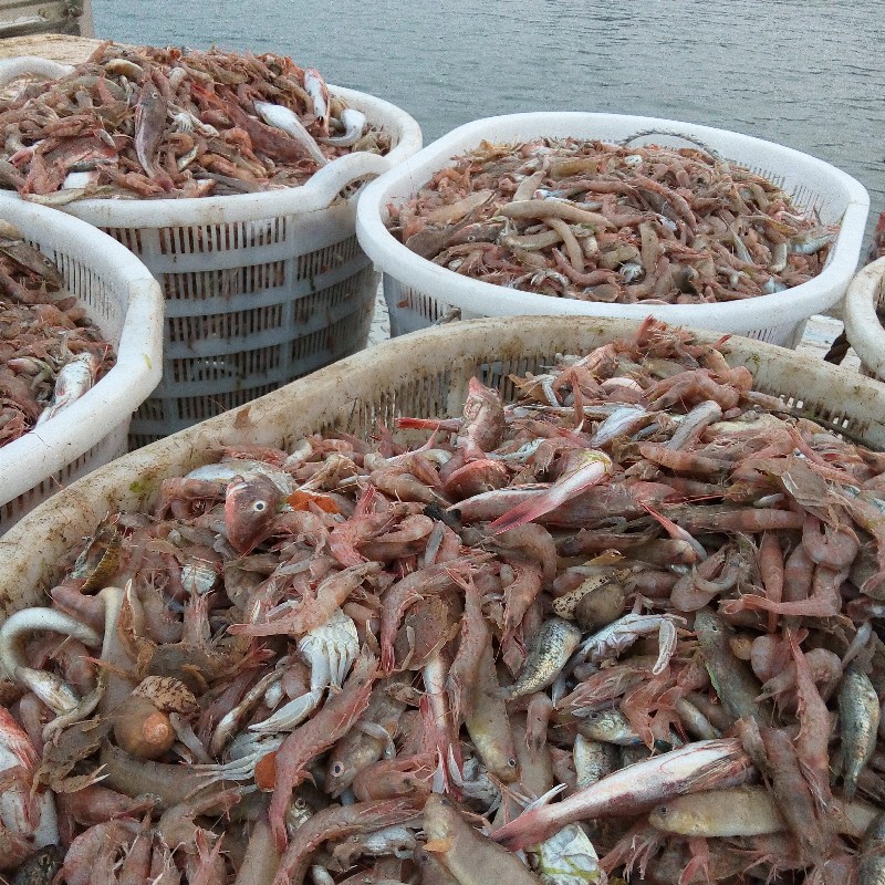 现剥野生海捕蛎虾鹰爪虾红虾青岛虾仁非养殖不挂冰不泡药不泡水 - 图0