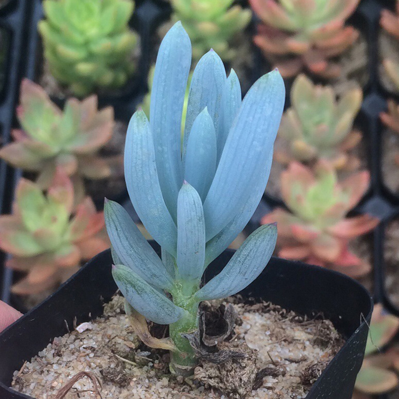 元稀有多肉植物吉娃娃水蜜桃玉露粉山地玫瑰花卉园艺黑法师萌肉 1 元稀有多肉植物吉娃娃水蜜桃玉露粉山地玫瑰花卉园艺黑法师萌肉 1