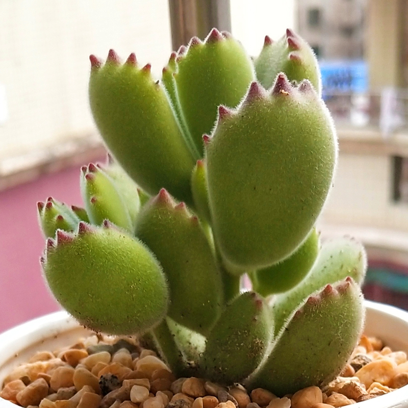 多肉植物熊童子群生多头老桩办公室内萌肉肉新手组合盆栽绿植园艺 - 图2