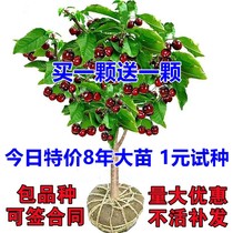 Yellow nectar Early large cherry potted ground to graft cherry tree saplings Back to the year Result Miao Nannorth planted fruit trees Miao