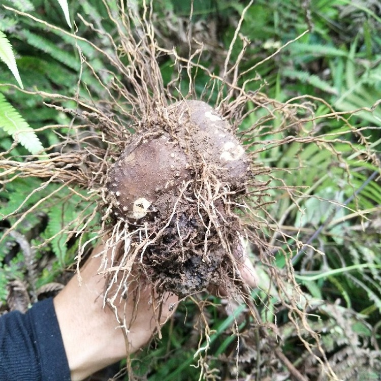 新鲜现挖黄药子黄独金线吊虾蟆薯莨零余薯金线吊黄独子中草药500g - 图0