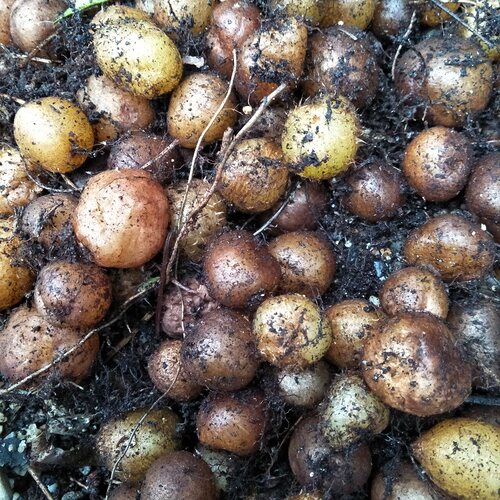 新鲜石黄皮现挖凤凰蛋肾蕨 蛇蛋参 石上丸 石枇杷煲汤500g 石黄皮 - 图0