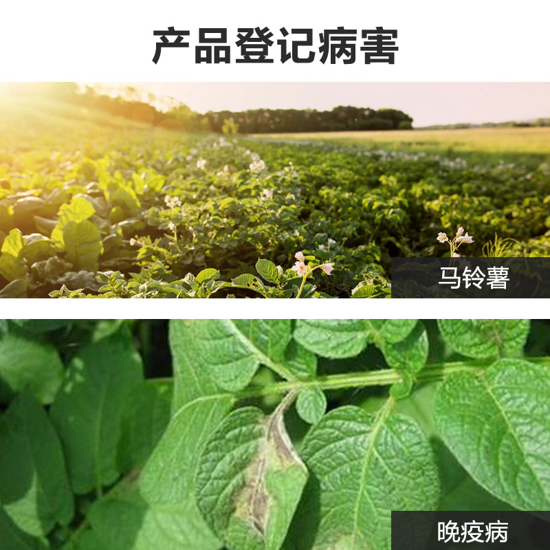 中保 80%代森锰锌全络合态代森猛辛 蔬菜马铃薯晚疫病 杀菌剂农药 - 图2