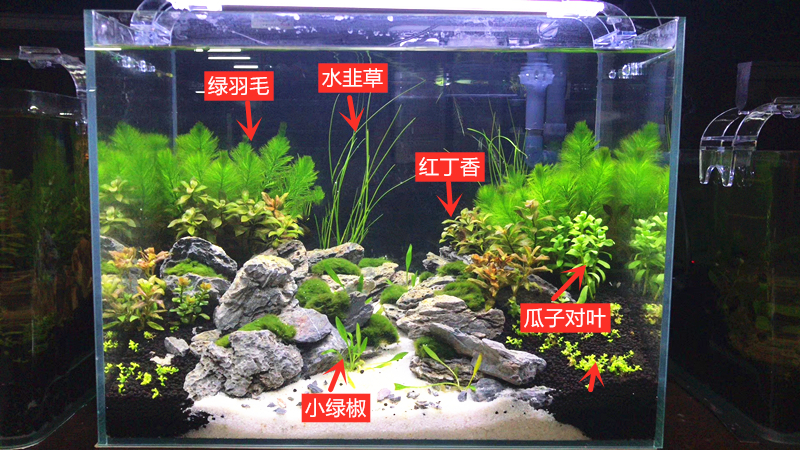 鱼缸造景水兰草活体水草小水兰阴性中前景水下叶淡水植物不要co2 盛慧水族 淘优券