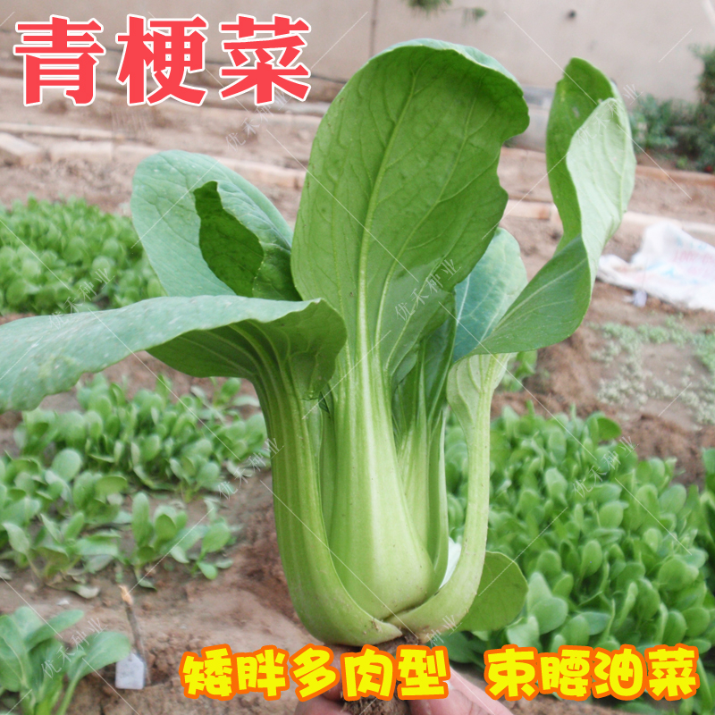 上海青油菜种子青梗菜紫油菜小青菜种籽四季播阳台种菜蔬菜种孑籽-图2