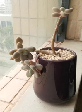 陶瓷多肉植物花盆家居景观盆