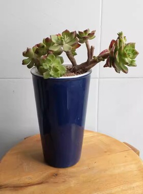 多肉植物绿植悬崖小老桩景观花盆