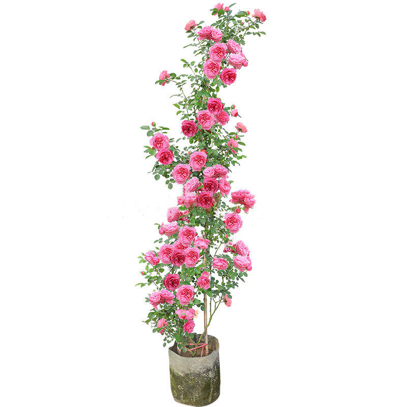 大花月季大游行藤本花卉淡香蔷薇花苗带花苞中苗拱门栅栏爬藤植物,淘宝优惠券,粉丝福利购,淘宝优惠卷