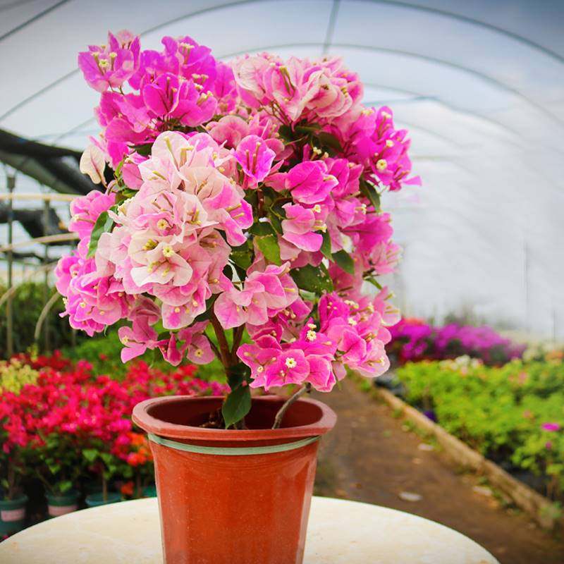 重瓣红三角梅盆栽带花剑勤勤花品种爬藤老桩重瓣飘枝垂丝攀岩绿化,淘宝优惠券,粉丝福利购,淘宝优惠卷