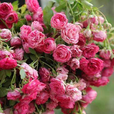 大花月季大游行藤本花卉淡香蔷薇花苗带花苞中苗拱门栅栏爬藤植物,淘宝优惠券,粉丝福利购,淘宝优惠卷