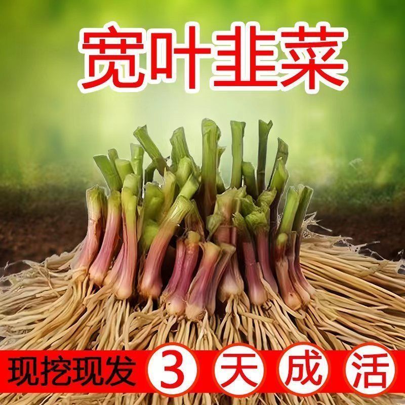 韭菜根苗紫根红根大叶宽叶带土四季农家韭菜根老品种韭菜种籽种子 - 图0